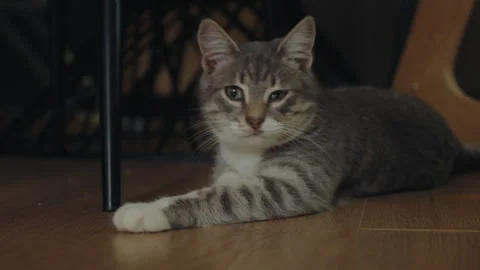 Cute gray tabby cat sitting on floor indoors. Lovely pet Stock Footage 260788240