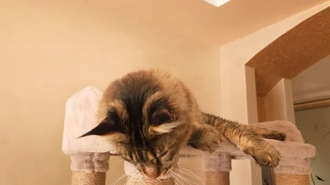 Cute gray tabby Maine Coon kitten on a play stand Stock Footage 284953929