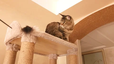 Cute gray tabby Maine Coon kitten on a play stand Stock Footage 284953995