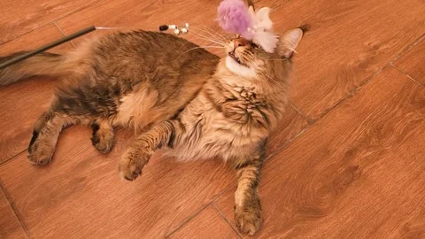 Cute gray tabby Maine Coon kitten lying on the floor Stock Footage 284956482