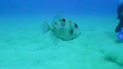 Cute Gray Trigger Fish Stock Footage 124005103