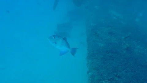 Cute Gray Trigger Fish Slow Motion Deep Underwater Shot Stock Footage 124196097