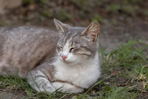 Cute gray with white cat resting in the grass.Cat sleeping outdoors in the .. Stock Photos