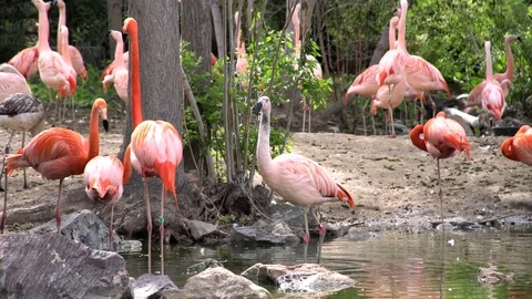 Cute greater flamingo near the pond Stock Footage