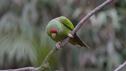 Cute green and red Mitred Parakeet Parrots sitting on branch and flying Stock Footage 160120112