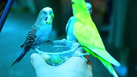 Cute green and two blue parrots eats food from hand. A man films birds 스톡 동영상 281333106