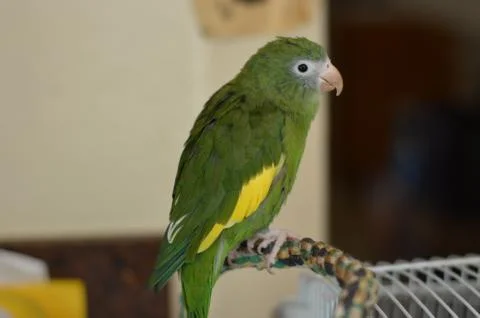 Cute Green Bird 2 Stock Photos