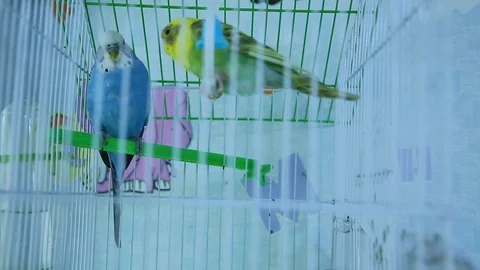 Cute green budgie .Parrot eats from dry ear grass. Cute green budgie sits in Stock Footage 129040127