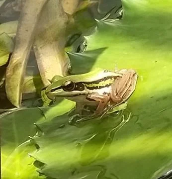 The Cute Green Frog. Stock Photos