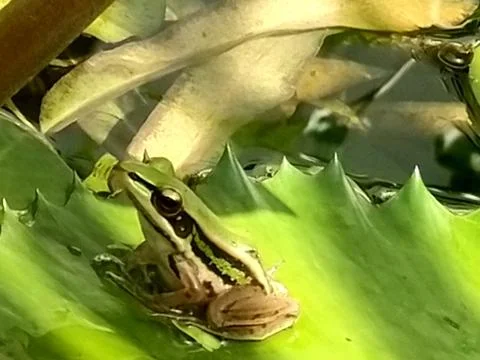 The Cute Green Frog. Stock Photos