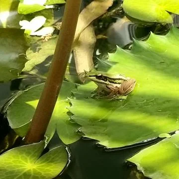 The Cute Green Frog. Stock Photos