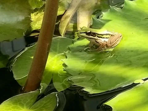 The Cute Green Frog. Stock Photos