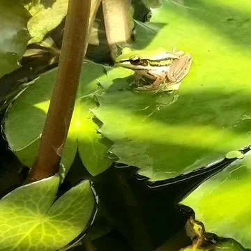 The Cute Green Frog. Stock Photos