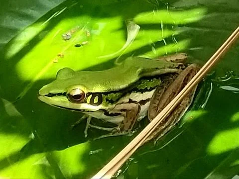 The Cute Green Frog. Stock Photos