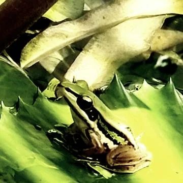 The Cute Green Frog. Stock Photos