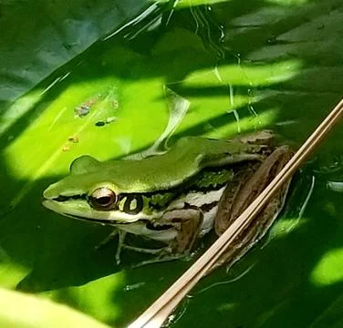 The Cute Green Frog. Stock Photos