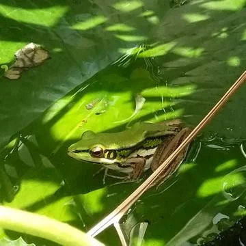The Cute Green Frog. Stock Photos
