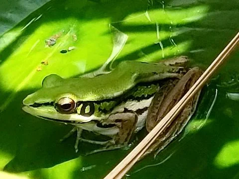 The Cute Green Frog. Stock Photos