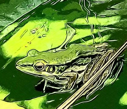 The Cute Green Frog. Stock Photos