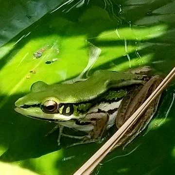 The Cute Green Frog. Stock Photos