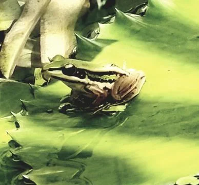 The Cute Green Frog. Stock Photos