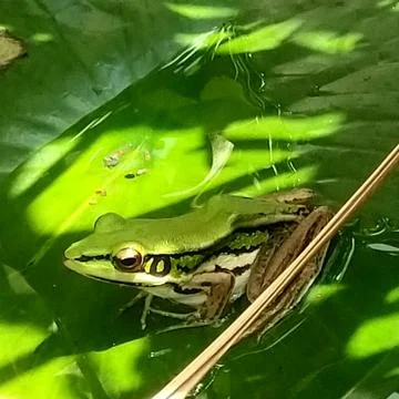 The Cute Green Frog. Stock Photos