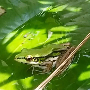 The Cute Green Frog. Stock Photos