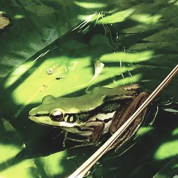 The Cute Green Frog. Stock Photos