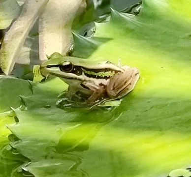 The Cute Green Frog. Stock Photos