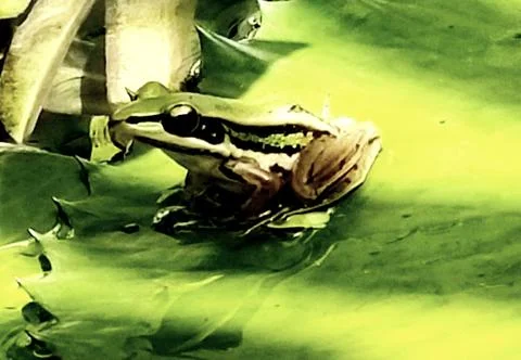 The Cute Green Frog. Stock Photos