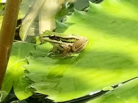 The Cute Green Frog. Stock Photos