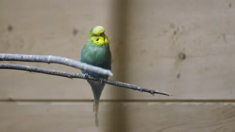 Cute Green Parakeet Turning Back While Perching On A Branch Inside The 库存影片 195216016