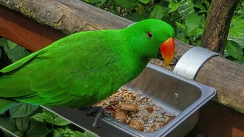 Cute green parrot bird eats Stock Photos