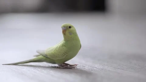 Cute green parrot close up Stock-Footage 240456064