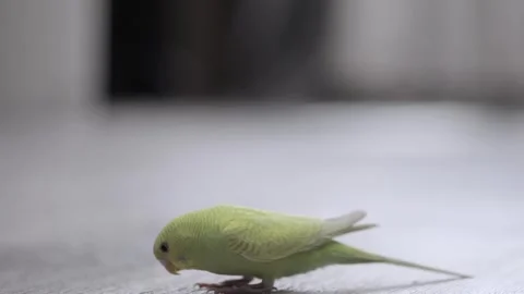 Cute green parrot close up 스톡 동영상 241007725