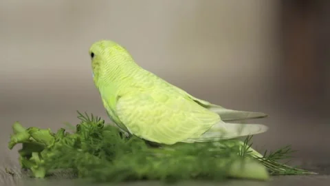 Cute green parrot eats dill Video stock 243445127