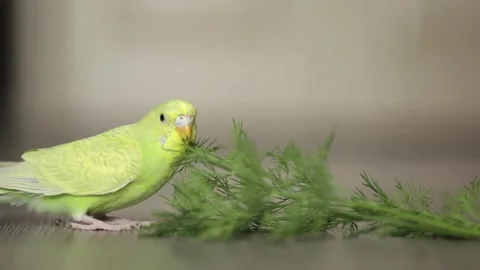 Cute green parrot eats dill Stock Footage 243697298