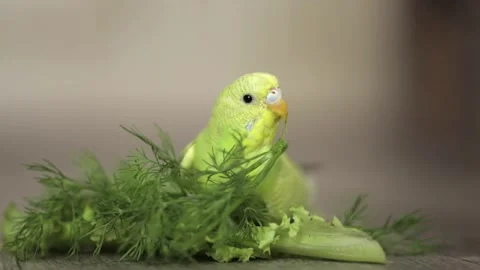 Cute green parrot eats dill Stock Footage 244334393