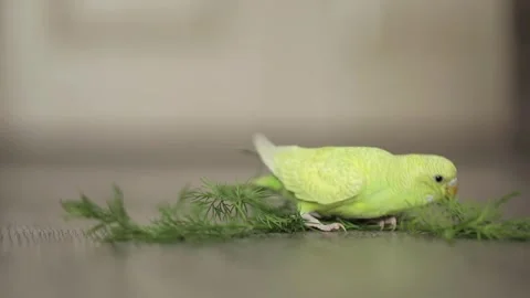 Cute green parrot eats dill Video stock 245632278