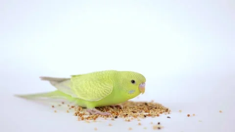 Cute green parrot eats food on a light background Video stock 240481202