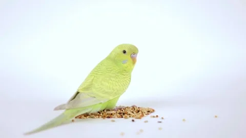Cute green parrot eats food on a light background Stock Footage 244334262
