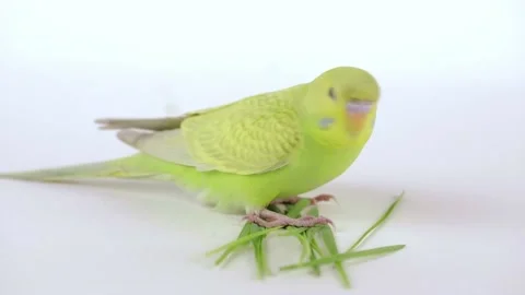 Cute green parrot eats grass on a light background Stock Footage 236908141