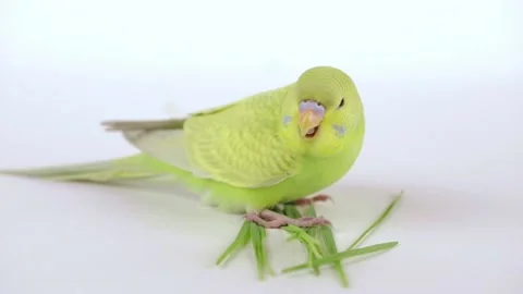 Cute green parrot eats grass on a light background Stock-Footage 237508003