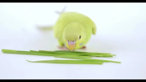 Cute green parrot eats grass on a light background 動画素材 239033215