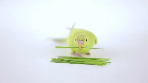 Cute green parrot eats grass on a light background Stock Footage 240481360