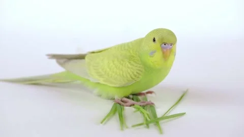 Cute green parrot eats grass on a light background Stock Footage 243697293