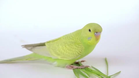 Cute green parrot eats grass on a light background Stock-Footage 246742158