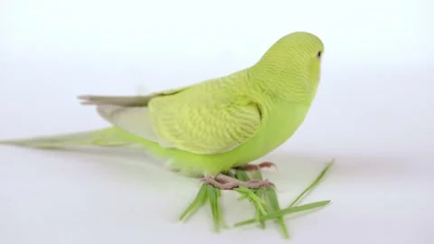 Cute green parrot eats grass on a light background Stock Footage 246897159