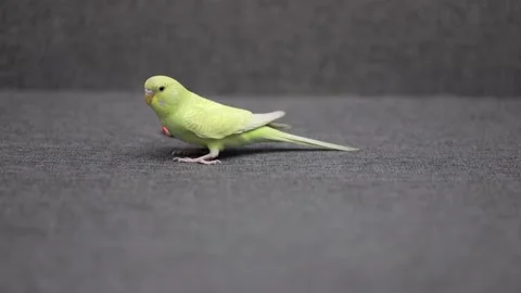 Cute green parrot on a gray sofa Stock-Footage 240456077
