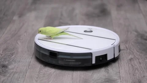 Cute green parrot plays eats food Stock-Footage 240456056